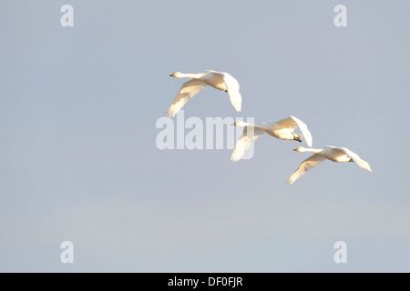 Zwergschwäne (Cygnus Bewickii), Haren, Emsland, Niedersachsen, Deutschland Stockfoto