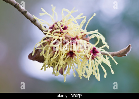 Hexe Hazel (Hamamelis Mollis 'Pallida'), Haren, Emsland, Niedersachsen, Deutschland Stockfoto