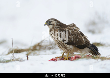 Bussard (Buteo Buteo) mit Beute in seinen Krallen auf dem Boden, Haren, Emsland, Niedersachsen, Deutschland Stockfoto