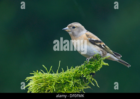 Bergfink (Fringilla Montifringilla), Weiblich, Haren, Emsland, Niedersachsen, Deutschland Stockfoto