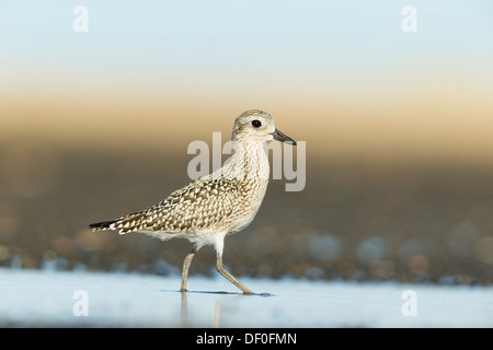 Juvenile amerikanischen Golden Plover Sandy Hook Gateway National Recreation Area, New Jersey, USA Stockfoto