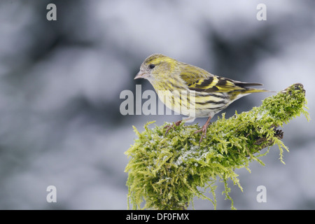 Eurasische Zeisig (Zuchtjahr Spinus), Weiblich, Haren, Emsland, Niedersachsen, Deutschland Stockfoto