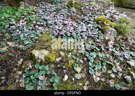 Frühlings-Alpenveilchen blühen oder Frühjahr Alpine Veilchen (Cyclamen Coum Album), Haren, Emsland, Niedersachsen, Deutschland Stockfoto