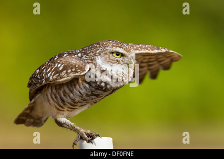 Kanincheneule stehend auf einem PVC-Rohr und verbreitet seine Flügel, fotografiert in Cape Coral, Florida Stockfoto