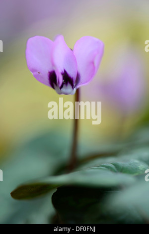 Frühlings-Alpenveilchen blühen oder Frühjahr Alpine Veilchen (Cyclamen Coum Album), Haren, Emsland, Niedersachsen, Deutschland Stockfoto