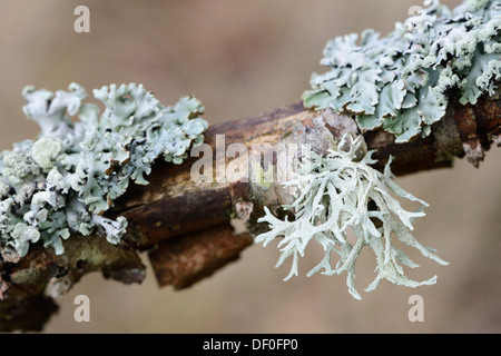 Eichenmoos (Evernia Prunastri) und Flechten (Cetraria Chlorophylla), auf einer Birke, St.Peter-Ording, Nordfriesland Stockfoto