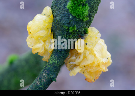 Gelbe Gehirn, goldene Gelee-Pilz, gelbe Trembler oder Witches' Butter (Tremella mesenterialen), Haren, Emsland, Niedersachsen Stockfoto