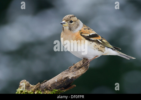 Bergfink (Fringilla Montifringilla), Weiblich, Haren, Emsland, Niedersachsen, Deutschland Stockfoto