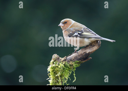 Buchfinken (Fringilla Coelebs), Männlich, Haren, Emsland, Niedersachsen, Deutschland Stockfoto