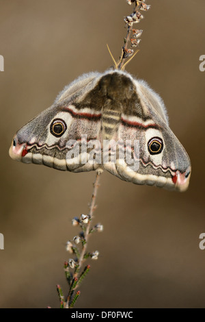 Kleine Kaiser Moth (Saturnia Pavonia), Weiblich, Haren, Emsland, Niedersachsen, Deutschland Stockfoto