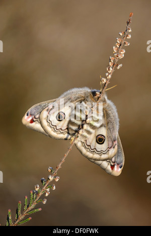 Kleine Kaiser Moth (Saturnia Pavonia), Weiblich, Haren, Emsland, Niedersachsen, Deutschland Stockfoto