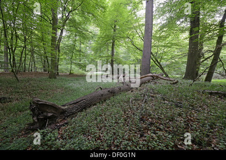 Auwald, buchen (Fagus Sylvatica), Biener Busch, Lingen, Emsland, Niedersachsen, Deutschland Stockfoto
