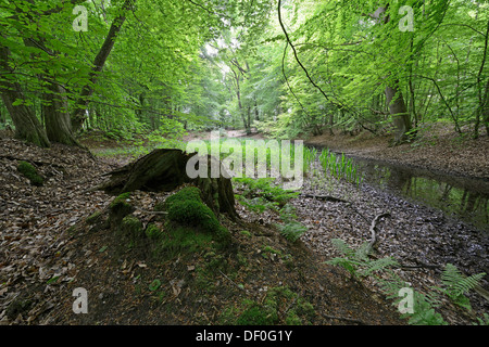 Auwald, buchen (Fagus Sylvatica), Biener Busch, Lingen, Emsland, Niedersachsen, Deutschland Stockfoto