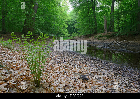 Auwald, buchen (Fagus Sylvatica), Wurmfarn (Dryopteris Filix-Mas), Biener Busch, Lingen, Emsland, Niedersachsen Stockfoto