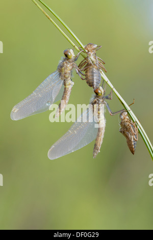 Kleinen Darter (Leucorrhinia Dubia), aus einem Kokon, Haren, Emsland, Niedersachsen, Deutschland Stockfoto