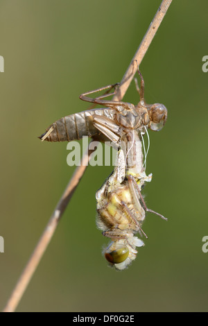 Kleinen Darter (Leucorrhinia Dubia), aus einem Kokon, Haren, Emsland, Niedersachsen, Deutschland Stockfoto