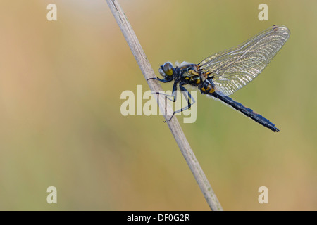 Nordic Ruby Whiteface (Leucorrhinia Rubicunda), Haren, Emsland, Niedersachsen, Deutschland Stockfoto