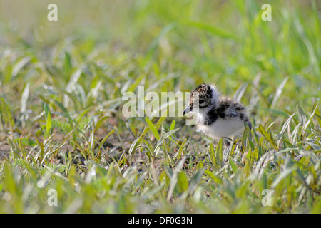 Kiebitz, nördlichen Kiebitz oder grün Regenpfeifer (Vanellus Vanellus), Küken, Haren, Emsland, Niedersachsen, Deutschland Stockfoto