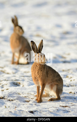 Feldhasen (Lepus Europaeus), in der Nähe von Haren, Emsland, Niedersachsen, Deutschland Stockfoto