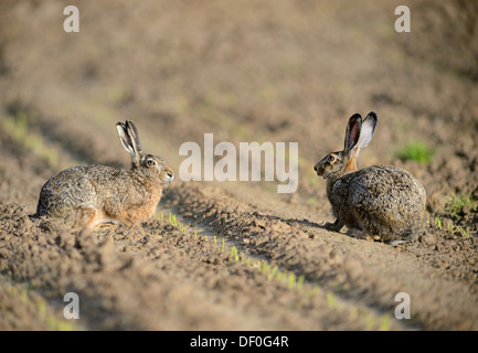 Feldhasen (Lepus Europaeus), in der Nähe von Haren, Emsland, Niedersachsen, Deutschland Stockfoto