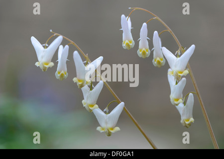 Dutchman's Hosen (Dicentra Cucullaria), Haren, Emsland, Niedersachsen, Deutschland Stockfoto