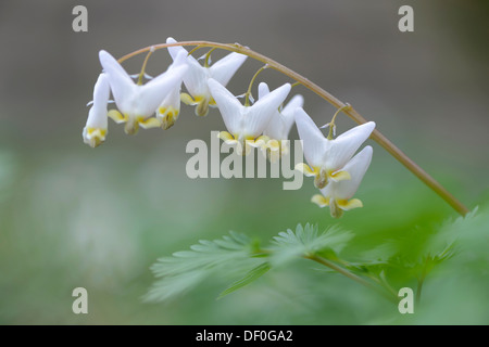 Dutchman's Hosen (Dicentra Cucullaria), Haren, Emsland, Niedersachsen, Deutschland Stockfoto