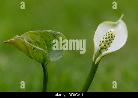 Moor, Arum oder Sumpf-Calla (Calla Palustris), Haren, Emsland, Niedersachsen, Deutschland Stockfoto