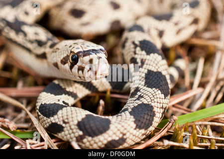 Junge Northern Pine Snake Stockfoto