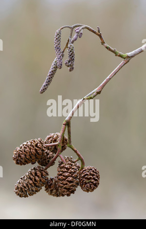 Zapfen der Schwarz-Erle oder europäische Erle (Alnus Glutinosa), Katinger Watt, Heide, Schleswig-Holstein, Deutschland Stockfoto