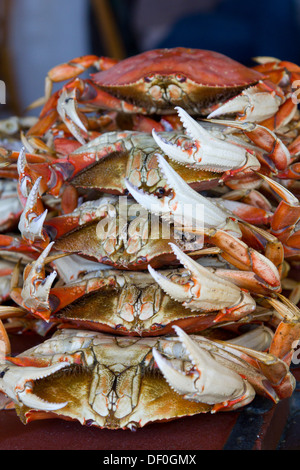 Dungeness Krabbe gestapelt am Fishermans Wharf in San Francisco. Metacarcinus Magister (früher Krebs Magister) Stockfoto