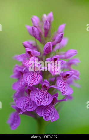 Robuste Knabenkraut (Dactylorhiza Elata Hybrid "Alex Duguid"), Haren, Emsland, Niedersachsen, Deutschland Stockfoto