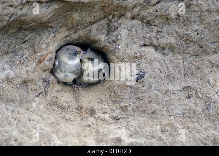 Sand Martins oder Bank schluckt (Riparia Riparia) Nestlinge aus Verschachtelung Loch, Niederlangen, Emsland, Niedersachsen Stockfoto