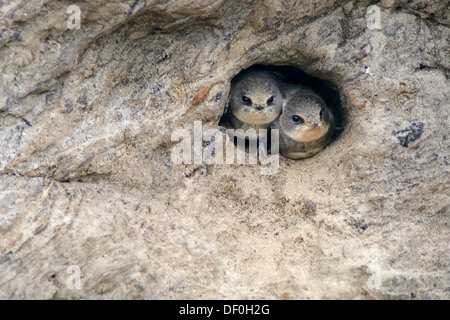 Sand Martins oder Bank schluckt (Riparia Riparia) Nestlinge aus Verschachtelung Loch, Niederlangen, Emsland, Niedersachsen Stockfoto