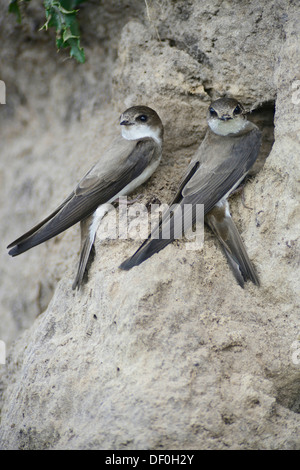 Sand Martins oder Bank schluckt (Riparia Riparia), thront Altvögel außerhalb Verschachtelung Loch, Niederlangen, Emsland, Niedersachsen Stockfoto