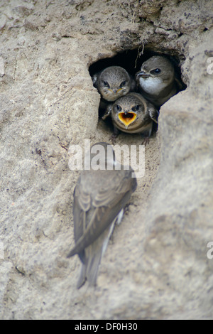 Sand Martins oder Bank schluckt (Riparia Riparia), Altvogel mit Nestlinge bei Verschachtelung Loch, Niederlangen, Emsland, Niedersachsen Stockfoto