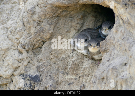 Sand Martins oder Bank schluckt (Riparia Riparia) Nestlinge aus Verschachtelung Loch, Niederlangen, Emsland, Niedersachsen Stockfoto