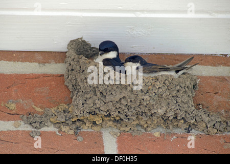 Mehlschwalben (Delichon Urbicum) Nestbau, Meppen, Emsland, Niedersachsen, Deutschland Stockfoto