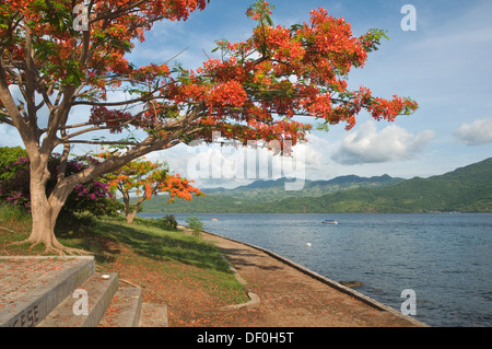 Indonesien, Flores, Larantuka, Blick über die Bucht mit Illawarra Flame Tree, Brachychiton Acerifolius, im Vordergrund Stockfoto