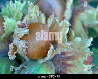 Reifen Sie Haselnüsse in Schale "Corylus Avellana". Stockfoto