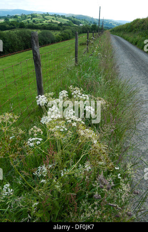 Wildblumen wachsen entlang einer Landstraße in ländlichen Carmarthenshire Wales UK KATHY DEWITT Stockfoto