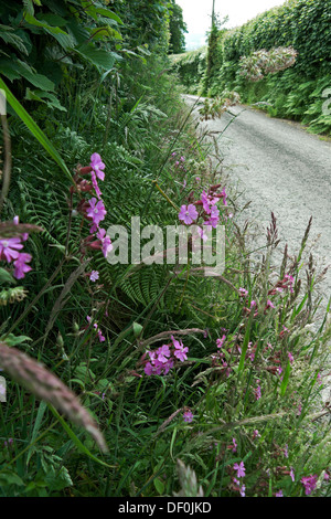 Rote Campion Wildblumen wachsen in der Hecke entlang einer Landstraße in Carmarthenshire Wales UK KATHY DEWITT Stockfoto