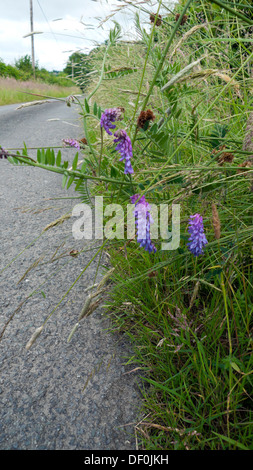 Lila getuftet Wicke Vicia Cracca Wildblumen wachsen am Rande der Landstraße im ländlichen Carmarthenshire Wales UK KATHY DEWITT Stockfoto