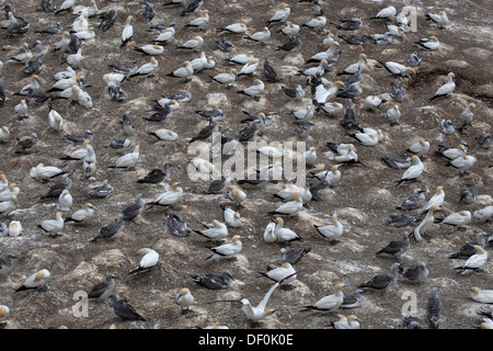 Ein Australasian Tölpelkolonie am Muriwai Beach in Neuseeland Stockfoto