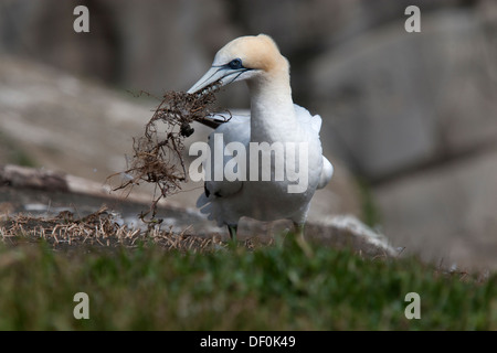 Ein Australasian Gannet mit Nistmaterial im Schnabel Stockfoto