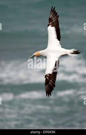 Ein Australasian Gannet im Flug Stockfoto