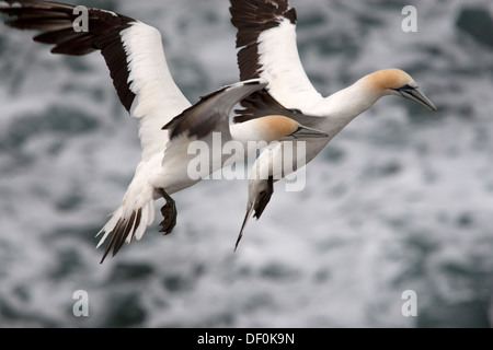 Zwei Australasian Gannet kollidieren in der Luft Stockfoto