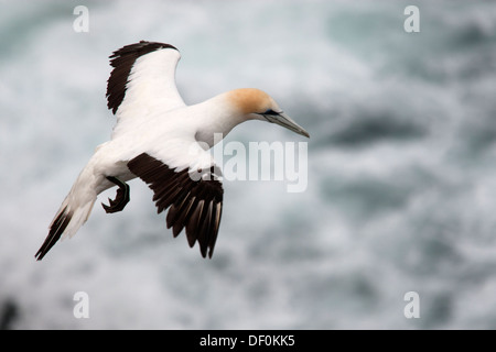 Ein Australasian Gannet in für die Landung am Muriwai Beach Stockfoto