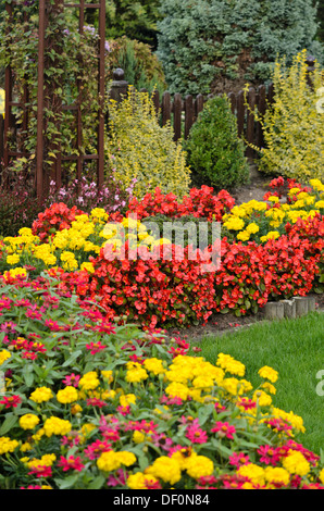 Begonien (Begonia semperflorens) und Tagetes (Tagetes) Stockfoto