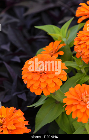 Gemeinsame Zinnia (Zinnia violacea 'magellan Orange' syn. Zinnia elegans 'magellan orange') Stockfoto