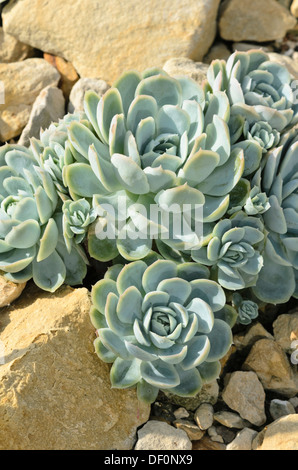 Mexikanische Snow Ball (echeveria elegans) Stockfoto